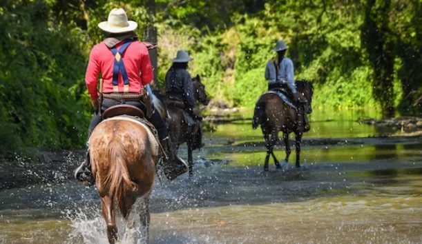 Mastering the Art of Horse Riding : A Comprehensive Guide